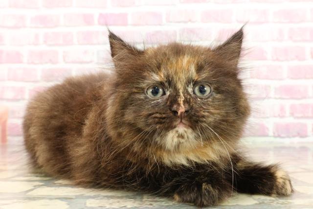 千葉県のサイベリアン (Coo&RIKU若葉都賀店/2025年5月13日生まれ/女の子/トーティー)の子猫の3枚目の画像