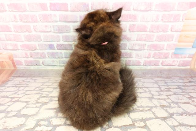 千葉県のサイベリアン (Coo&RIKU若葉都賀店/2025年5月13日生まれ/女の子/トーティー)の子猫の4枚目の画像