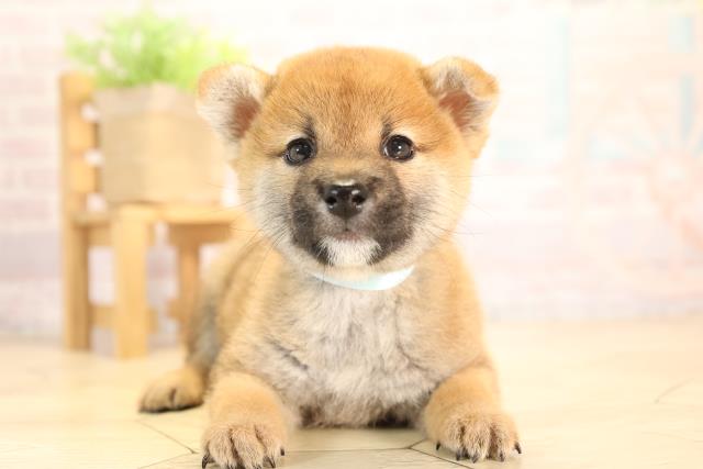 岐阜県の柴犬(標準サイズ) (Coo&RIKU岐阜店/2025年5月11日生まれ/男の子/赤)の子犬