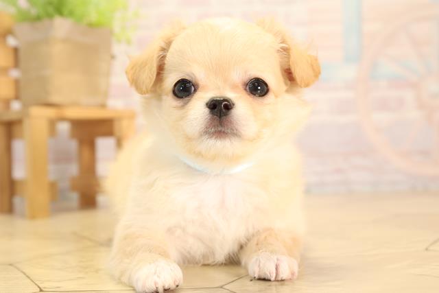 愛知県のチワワ(ロング) (Coo&RIKU春日井店/2025年5月14日生まれ/男の子/クリームホワイト)の子犬の1枚目の画像