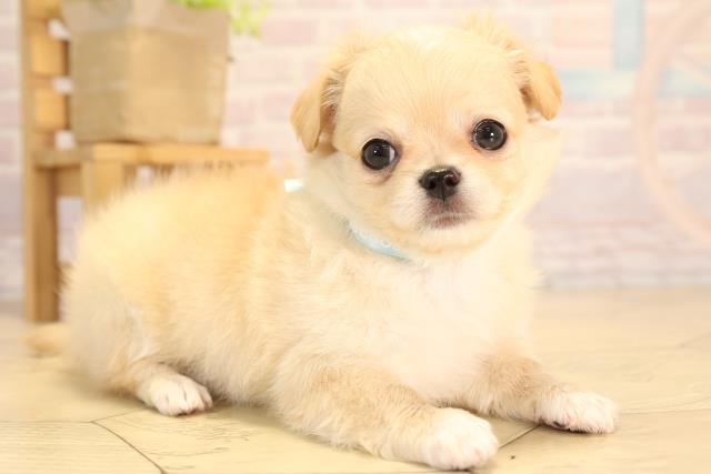 愛知県のチワワ(ロング) (Coo&RIKU春日井店/2025年5月14日生まれ/男の子/クリームホワイト)の子犬の2枚目の画像