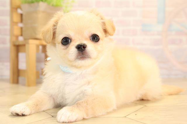 愛知県のチワワ(ロング) (Coo&RIKU春日井店/2025年5月14日生まれ/男の子/クリームホワイト)の子犬の3枚目の画像