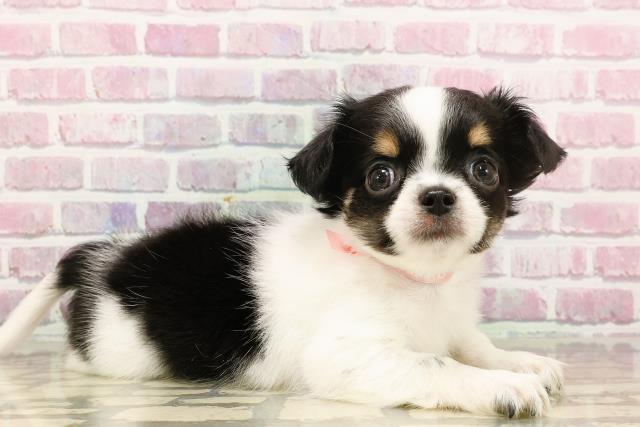 群馬県のチワワ(ロング) (Coo&RIKU前橋店/2025年5月14日生まれ/女の子/トライカラー)の子犬の3枚目の画像