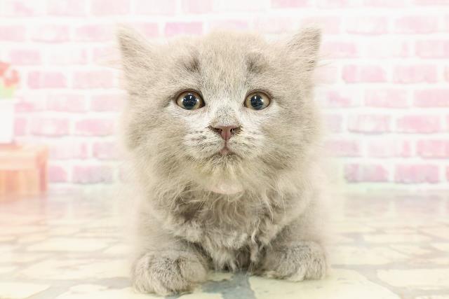 埼玉県のサイベリアン (Coo&RIKUアニマルケアセンター大宮/2025年5月17日生まれ/女の子/ブルー)の子猫