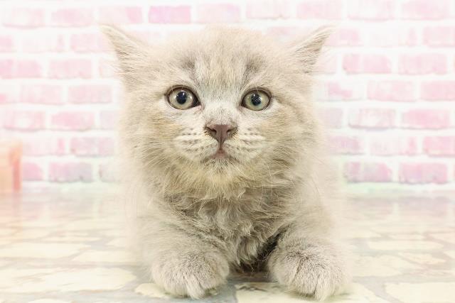 埼玉県のサイベリアン (Coo&RIKUアニマルケアセンター大宮/2025年5月17日生まれ/女の子/ブルー)の子猫