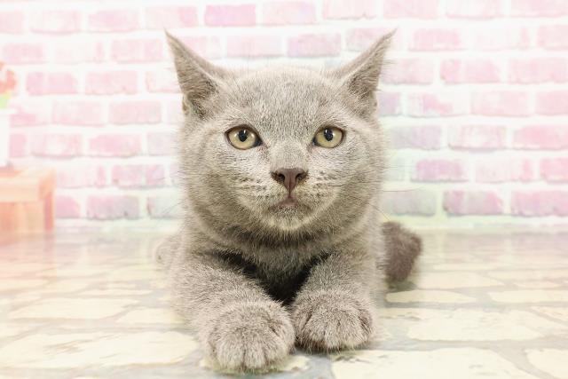 神奈川県のブリティッシュショートヘアー (Coo&RIKU相模原店/2025年5月5日生まれ/男の子/ブルー)の子猫の1枚目の画像
