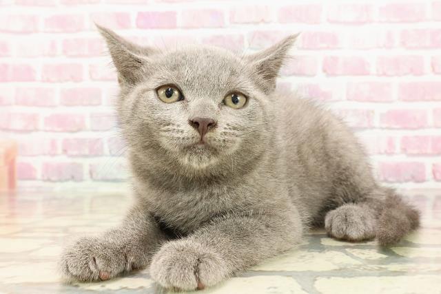 神奈川県のブリティッシュショートヘアー (Coo&RIKU相模原店/2025年5月5日生まれ/男の子/ブルー)の子猫の2枚目の画像