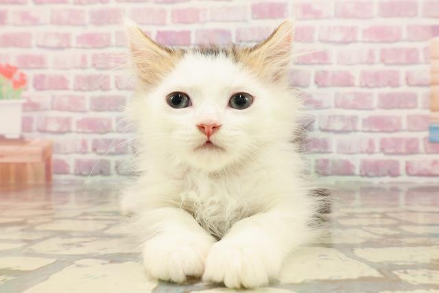 群馬県のラガマフィン (Coo&RIKU藤岡店/2025年4月29日生まれ/男の子/ブラウンタビーホワイト)の子猫
