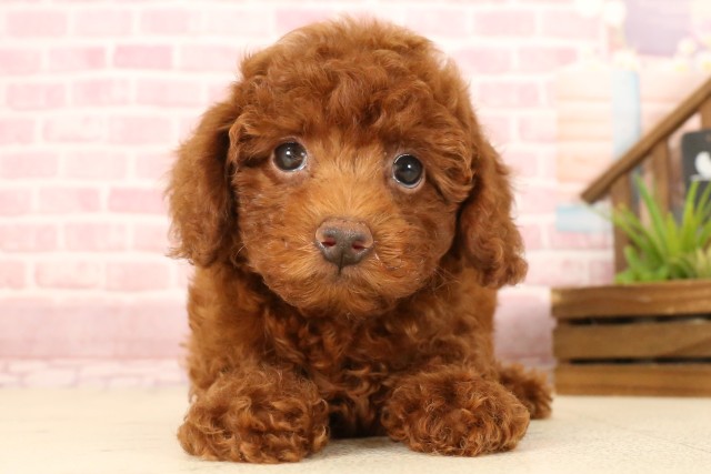 兵庫県のトイプードル(トイ) (Coo&RIKU伊丹店/2025年5月15日生まれ/女の子/レッド)の子犬の1枚目の画像