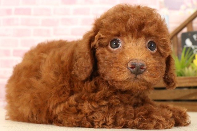 兵庫県のトイプードル(トイ) (Coo&RIKU伊丹店/2025年5月15日生まれ/女の子/レッド)の子犬の2枚目の画像