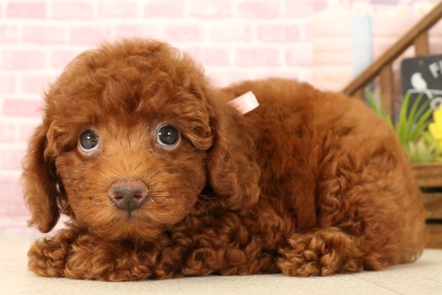 兵庫県のトイプードル(トイ) (Coo&RIKU伊丹店/2025年5月15日生まれ/女の子/レッド)の子犬の3枚目の画像
