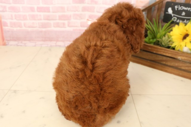 兵庫県のトイプードル(トイ) (Coo&RIKU伊丹店/2025年5月15日生まれ/女の子/レッド)の子犬の4枚目の画像