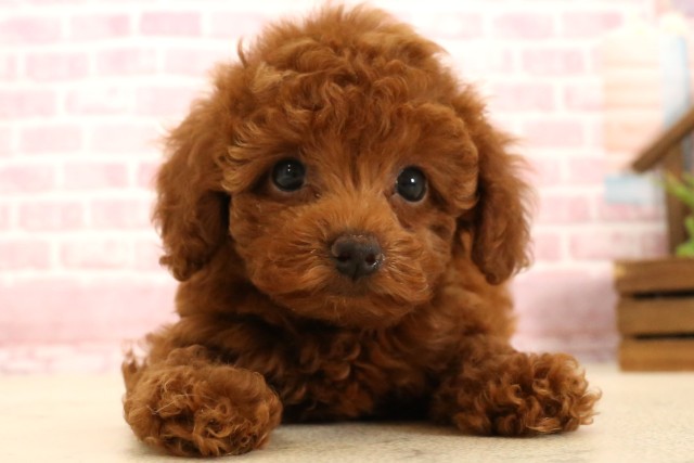 兵庫県のトイプードル(トイ) (Coo&RIKU姫路店/2025年5月15日生まれ/女の子/レッド)の子犬の1枚目の画像