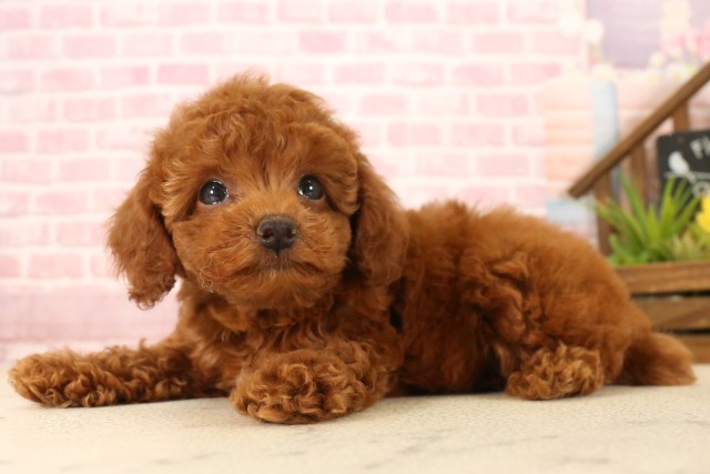 兵庫県のトイプードル(トイ) (Coo&RIKU姫路店/2025年5月15日生まれ/女の子/レッド)の子犬の3枚目の画像