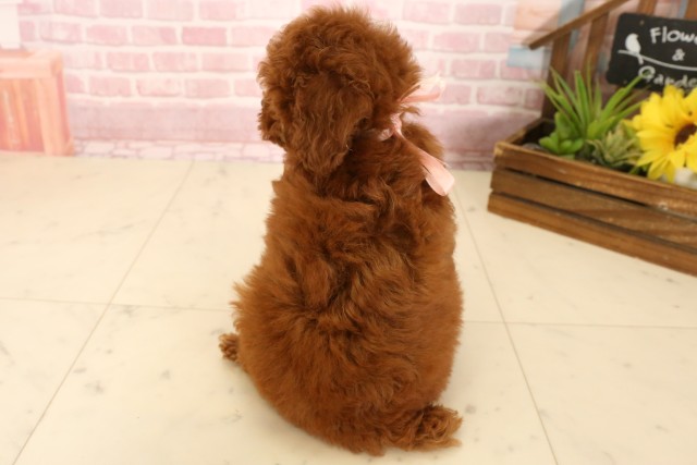 兵庫県のトイプードル(トイ) (Coo&RIKU姫路店/2025年5月15日生まれ/女の子/レッド)の子犬の4枚目の画像
