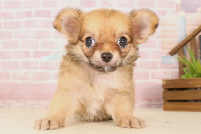 広島県のチワワ(ロング) (Coo&RIKU東広島店/2025年5月16日生まれ/男の子/フォーンホワイト)の子犬の1枚目の画像