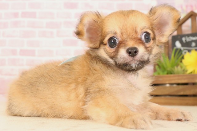 広島県のチワワ(ロング) (Coo&RIKU東広島店/2025年5月16日生まれ/男の子/フォーンホワイト)の子犬の2枚目の画像