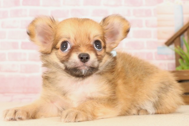 広島県のチワワ(ロング) (Coo&RIKU東広島店/2025年5月16日生まれ/男の子/フォーンホワイト)の子犬の3枚目の画像