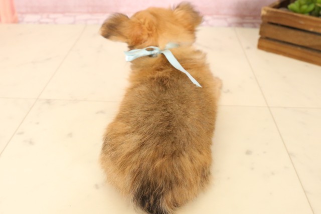 広島県のチワワ(ロング) (Coo&RIKU東広島店/2025年5月16日生まれ/男の子/フォーンホワイト)の子犬の4枚目の画像