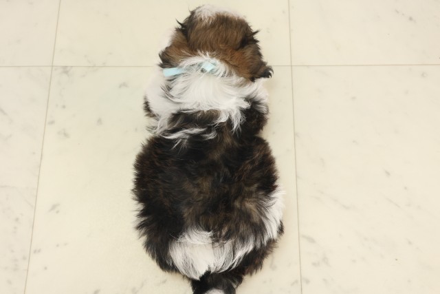 奈良県のシーズー (Coo&RIKU奈良新庄店/2025年5月18日生まれ/男の子/ゴールドホワイト)の子犬の4枚目の画像