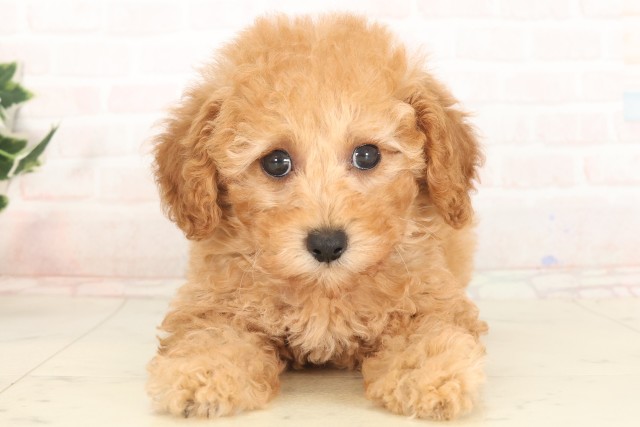 大阪府のトイプードル(トイ) (Coo&RIKU枚方店/2025年5月18日生まれ/女の子/クリーム)の子犬の1枚目の画像