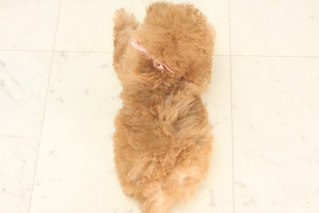 大阪府のトイプードル(トイ) (Coo&RIKU枚方店/2025年5月18日生まれ/女の子/クリーム)の子犬の4枚目の画像