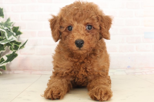 兵庫県のトイプードル(トイ) (Coo&RIKU伊丹店/2025年5月18日生まれ/男の子/アプリコット)の子犬の1枚目の画像