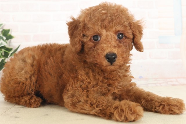 兵庫県のトイプードル(トイ) (Coo&RIKU伊丹店/2025年5月18日生まれ/男の子/アプリコット)の子犬の2枚目の画像