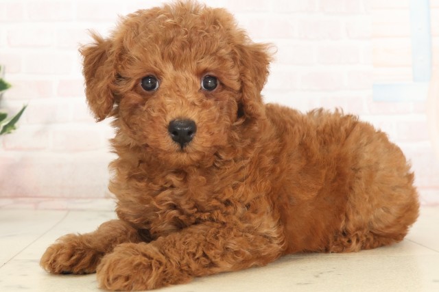 兵庫県のトイプードル(トイ) (Coo&RIKU伊丹店/2025年5月18日生まれ/男の子/アプリコット)の子犬の3枚目の画像