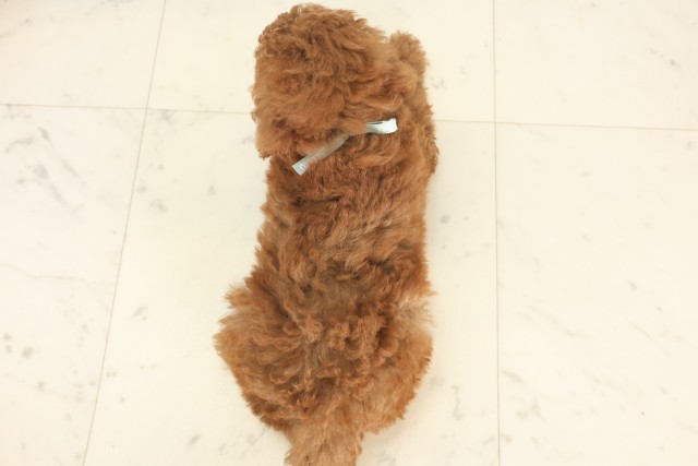 兵庫県のトイプードル(トイ) (Coo&RIKU伊丹店/2025年5月18日生まれ/男の子/アプリコット)の子犬の4枚目の画像
