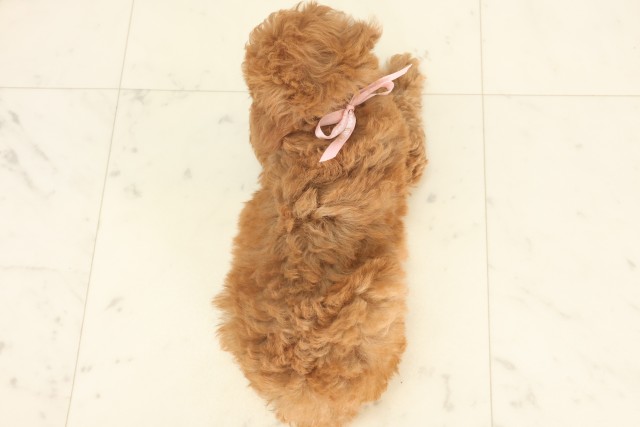大阪府のトイプードル(トイ) (Coo&RIKU松原店/2025年5月18日生まれ/女の子/アプリコット)の子犬の4枚目の画像
