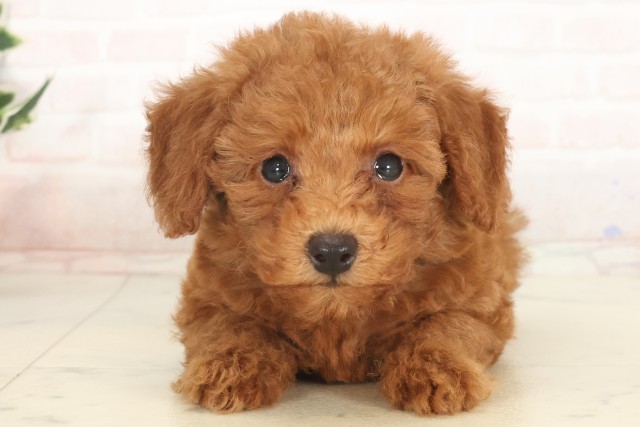 兵庫県のトイプードル(トイ) (Coo&RIKU明石店/2025年5月18日生まれ/女の子/アプリコット)の子犬の1枚目の画像