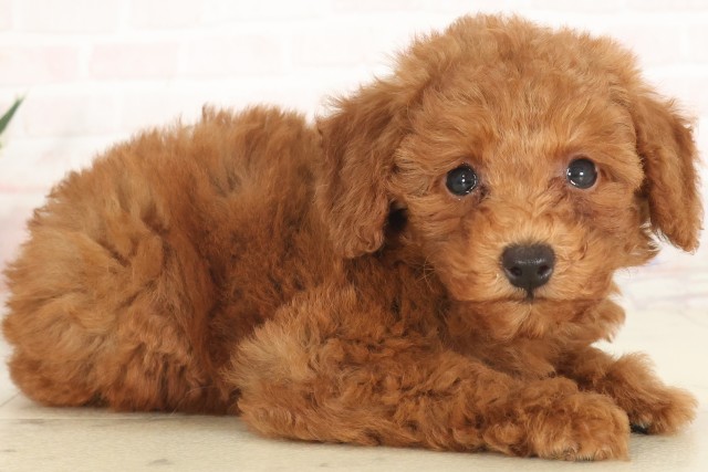 兵庫県のトイプードル(トイ) (Coo&RIKU明石店/2025年5月18日生まれ/女の子/アプリコット)の子犬の2枚目の画像