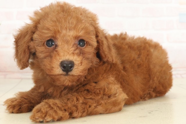 兵庫県のトイプードル(トイ) (Coo&RIKU明石店/2025年5月18日生まれ/女の子/アプリコット)の子犬の3枚目の画像