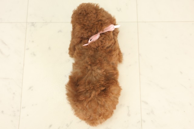 兵庫県のトイプードル(トイ) (Coo&RIKU明石店/2025年5月18日生まれ/女の子/アプリコット)の子犬の4枚目の画像