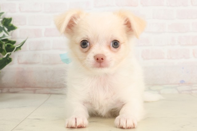 広島県のチワワ(ロング) (Coo&RIKU福山店/2025年5月14日生まれ/男の子/クリーム)の子犬の1枚目の画像