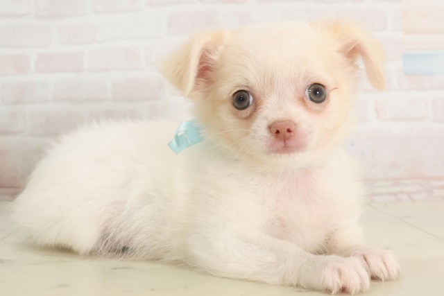 広島県のチワワ(ロング) (Coo&RIKU福山店/2025年5月14日生まれ/男の子/クリーム)の子犬の2枚目の画像