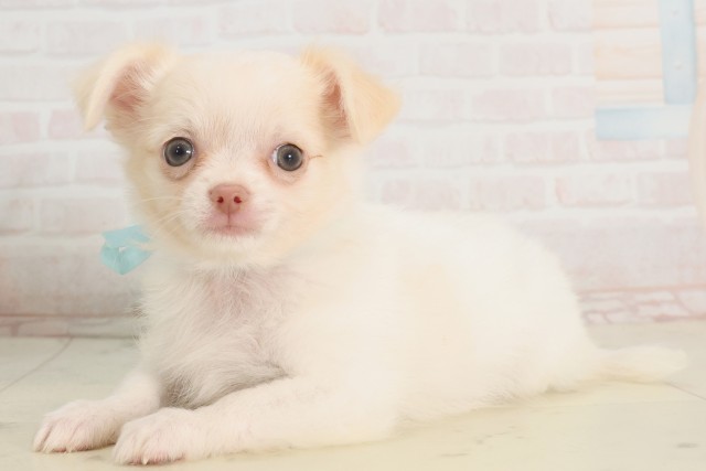 広島県のチワワ(ロング) (Coo&RIKU福山店/2025年5月14日生まれ/男の子/クリーム)の子犬の3枚目の画像