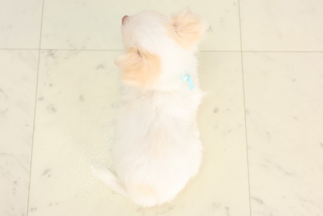 広島県のチワワ(ロング) (Coo&RIKU福山店/2025年5月14日生まれ/男の子/クリーム)の子犬の4枚目の画像