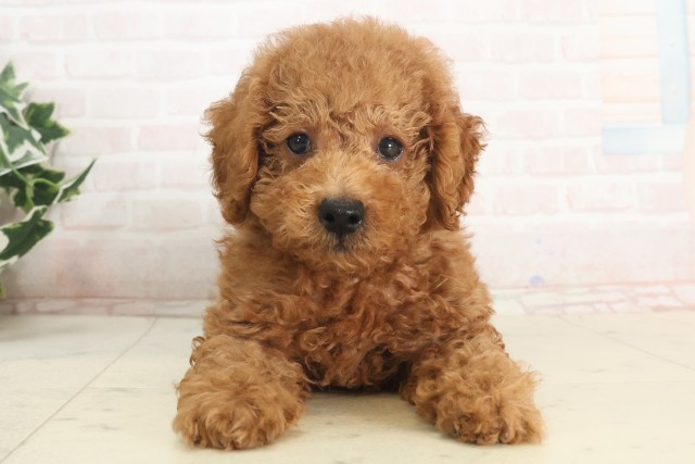 兵庫県のトイプードル(トイ) (Coo&RIKU姫路店/2025年5月14日生まれ/男の子/レッド)の子犬の1枚目の画像