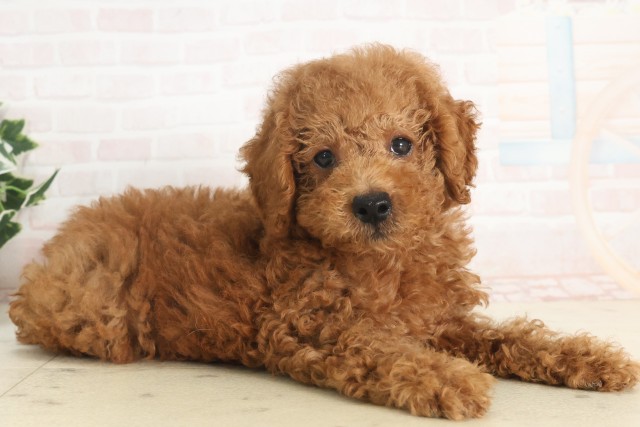 兵庫県のトイプードル(トイ) (Coo&RIKU姫路店/2025年5月14日生まれ/男の子/レッド)の子犬の2枚目の画像