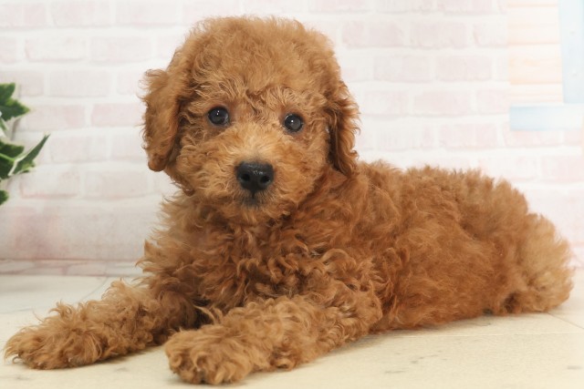 兵庫県のトイプードル(トイ) (Coo&RIKU姫路店/2025年5月14日生まれ/男の子/レッド)の子犬の3枚目の画像