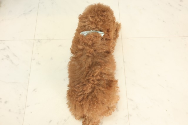 兵庫県のトイプードル(トイ) (Coo&RIKU姫路店/2025年5月14日生まれ/男の子/レッド)の子犬の4枚目の画像