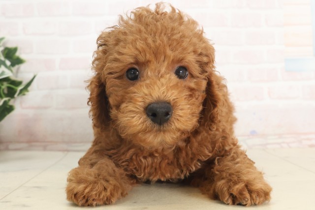 兵庫県のトイプードル(トイ) (Coo&RIKU丹波店/2025年5月14日生まれ/男の子/レッド)の子犬の1枚目の画像
