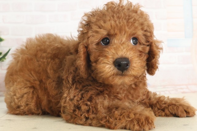 兵庫県のトイプードル(トイ) (Coo&RIKU丹波店/2025年5月14日生まれ/男の子/レッド)の子犬の2枚目の画像