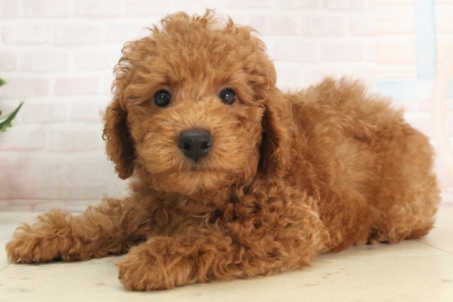 兵庫県のトイプードル(トイ) (Coo&RIKU丹波店/2025年5月14日生まれ/男の子/レッド)の子犬の3枚目の画像