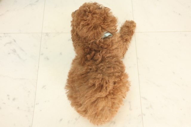 兵庫県のトイプードル(トイ) (Coo&RIKU丹波店/2025年5月14日生まれ/男の子/レッド)の子犬の4枚目の画像
