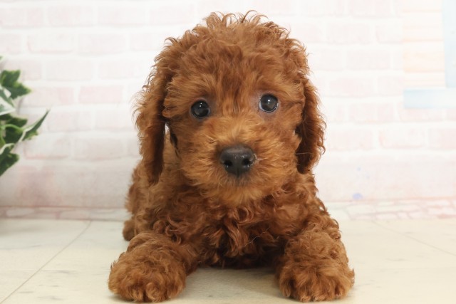 京都府のトイプードル(トイ) (Coo&RIKU舞鶴店/2025年5月14日生まれ/男の子/レッド)の子犬の1枚目の画像