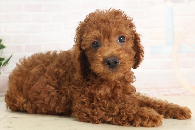 京都府のトイプードル(トイ) (Coo&RIKU舞鶴店/2025年5月14日生まれ/男の子/レッド)の子犬の2枚目の画像