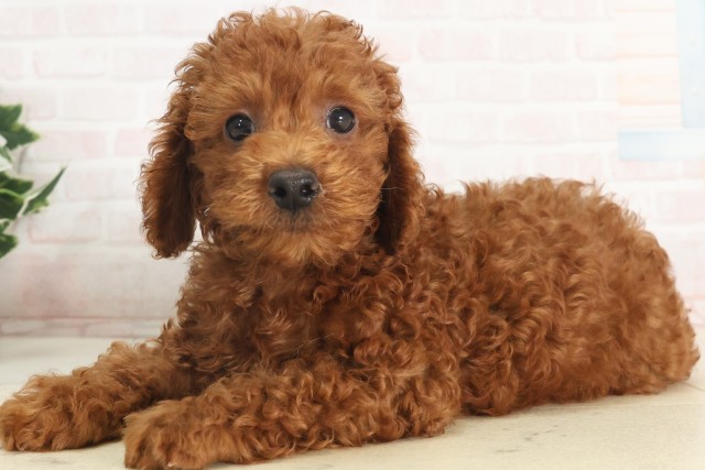 京都府のトイプードル(トイ) (Coo&RIKU舞鶴店/2025年5月14日生まれ/男の子/レッド)の子犬の3枚目の画像